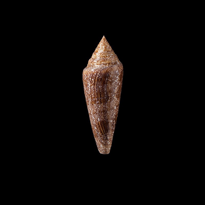 gloriamaris 3