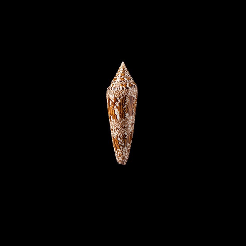 bengalensis 5