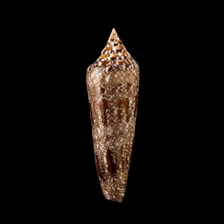 bengalensis 10