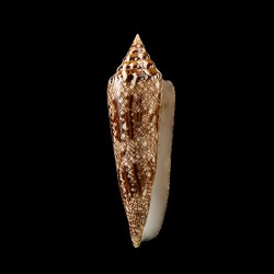 bengalensis 10