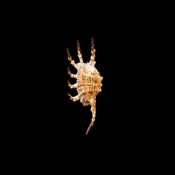 scorpius 1