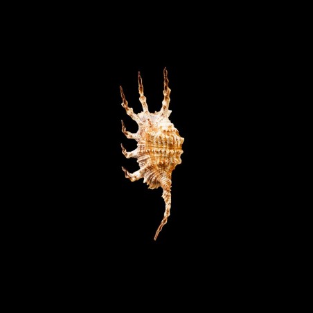 scorpius 1