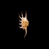 scorpius 1