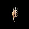 scorpius 1