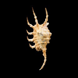scorpius 2