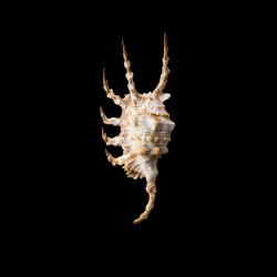 scorpius 3