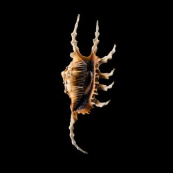 scorpius 4