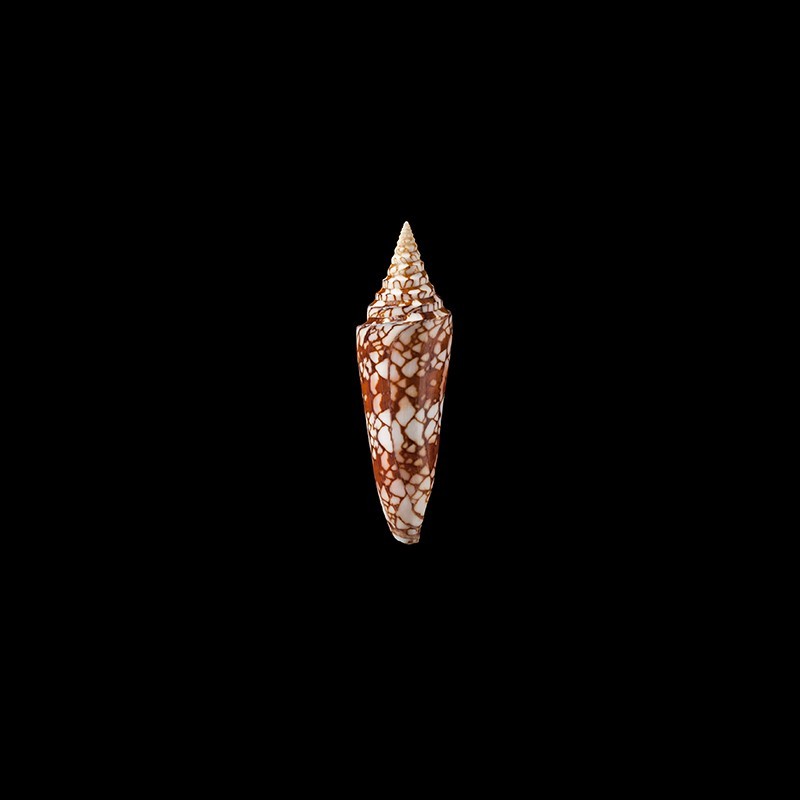 milneedwardsi clytospira 1