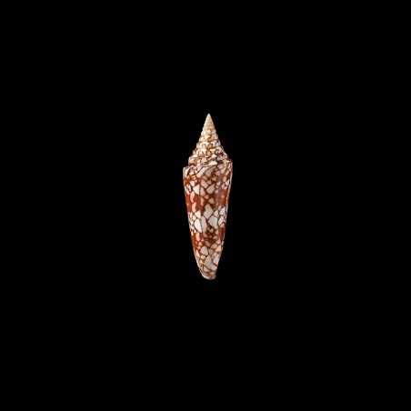 milneedwardsi clytospira 1