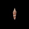 milneedwardsi clytospira 1