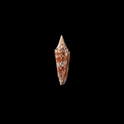 milneedwardsi clytospira 1