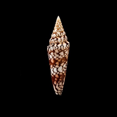 milneedwardsi clytospira 2