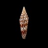milneedwardsi clytospira 2