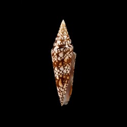 milneedwardsi clytospira 2