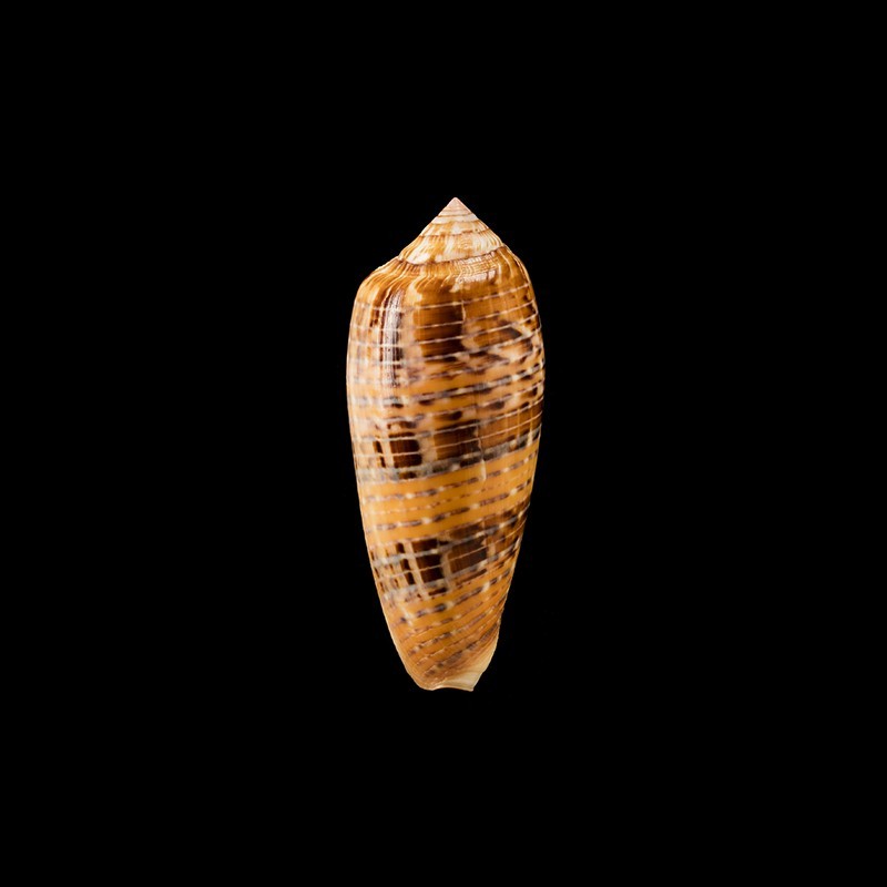 dusaveli 3
