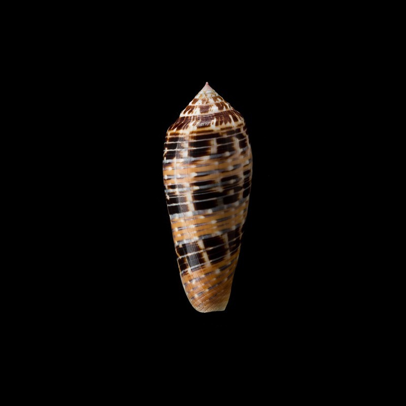 dusaveli 4
