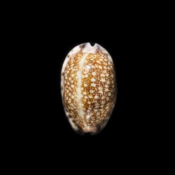 arabica immanis 1