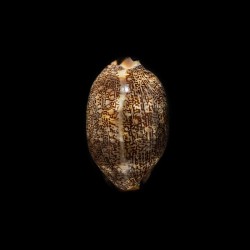 arabica immanis rudimaculosa 1