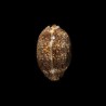 arabica immanis rudimaculosa 1