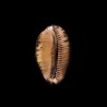 arabica immanis rudimaculosa 1