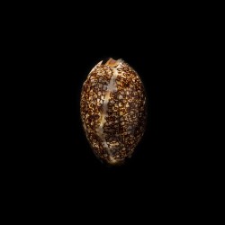 arabica immanis rudimaculosa 2