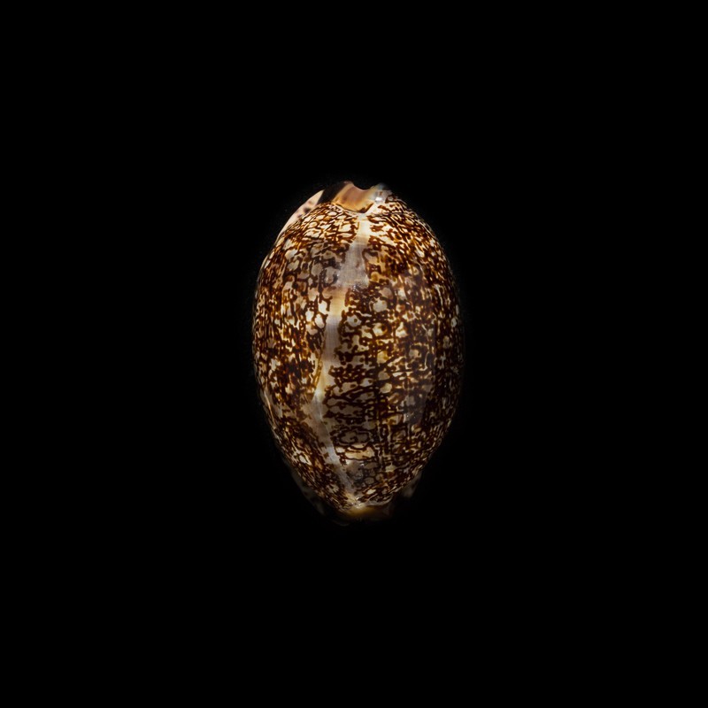 arabica immanis rudimaculosa 2