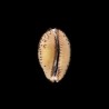 arabica immanis rudimaculosa 2