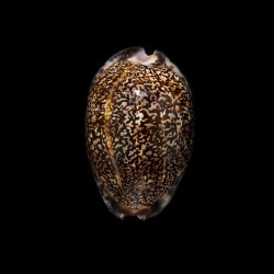arabica immanis rudimaculosa 3