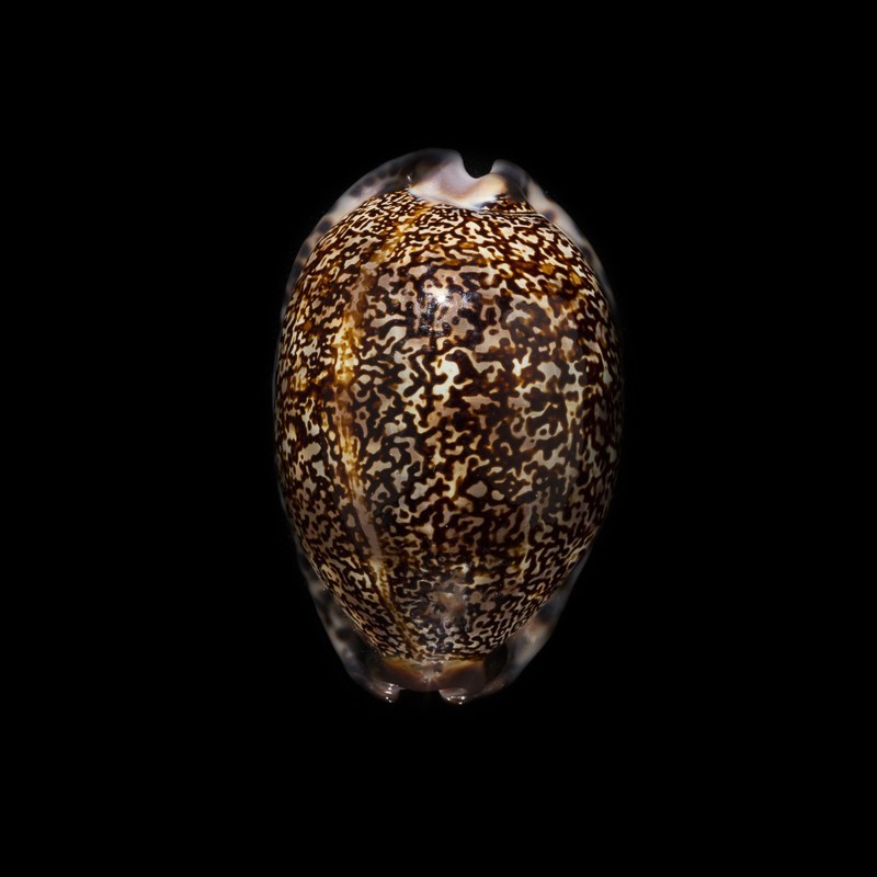 arabica immanis rudimaculosa 3
