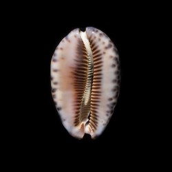 arabica immanis rudimaculosa 3