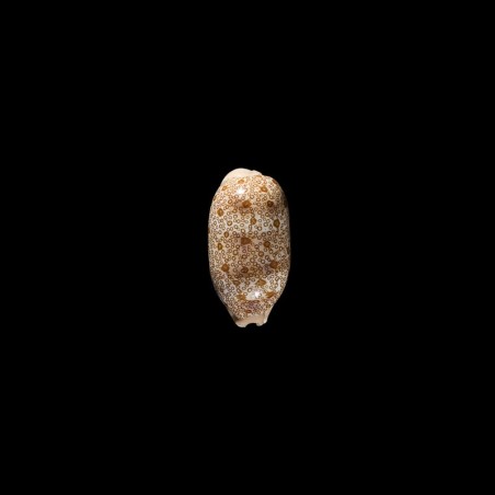 argus ventricosa 1