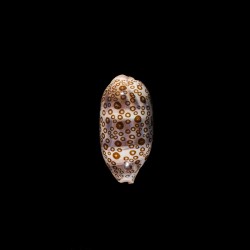 argus contracasta rariocellata 1