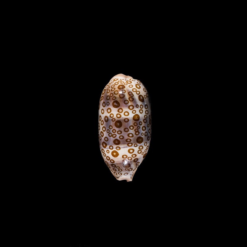 argus contracasta rariocellata 1