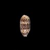 argus contracasta rariocellata 1