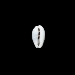 asellus armadillo 1