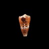 barthelemyi  1