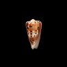 barthelemyi  1