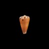 barthelemyi  2