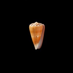 barthelemyi  2