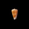 barthelemyi  2