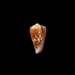 barthelemyi  4