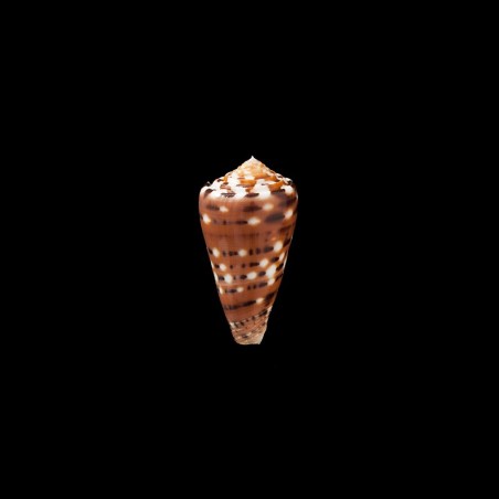 barthelemyi  paradiseus 5
