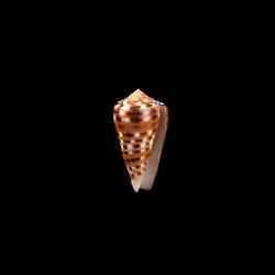 barthelemyi  paradiseus 5