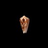 barthelemyi  paradiseus 5