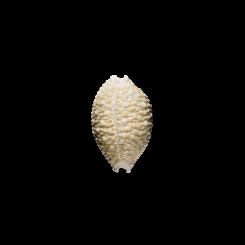 nucleus 1