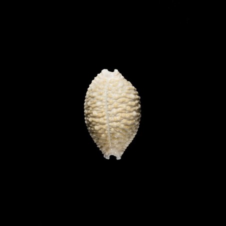 nucleus 1