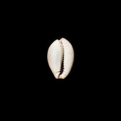 ocellata 1