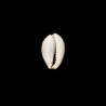ocellata 1