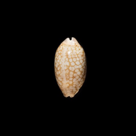 scurra occidua 1