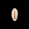 scurra occidua 1